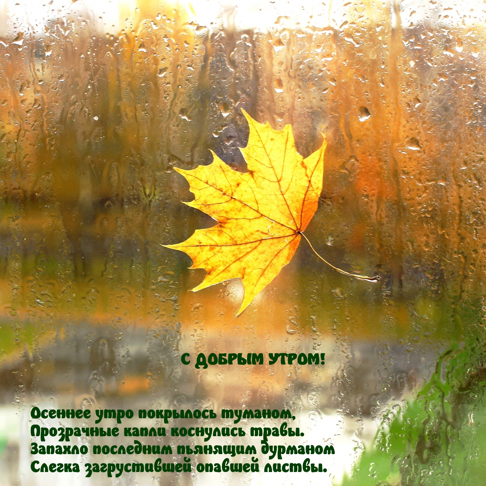 Текст грустит кленовая. Дождливая осень. Осень дождь. Осеннее окно дождь. Осень листья на стекле.